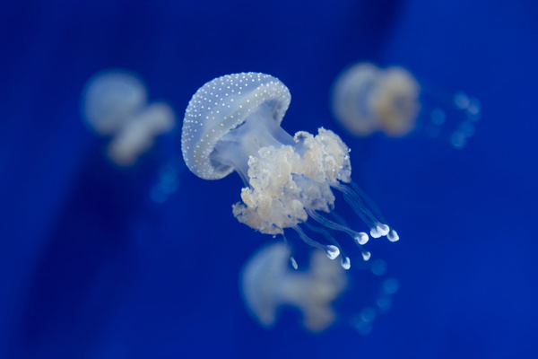 White spots transparent jellyfish HD picture