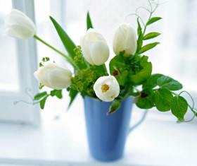 White tulip flower HD picture