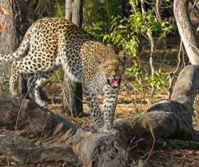 Wild Leopard Stock Photo