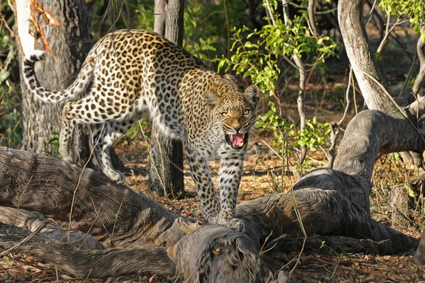 Wild Leopard Stock Photo