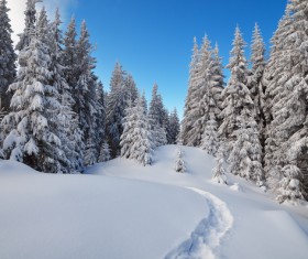 Winter Cedar Footprints Stock Photo