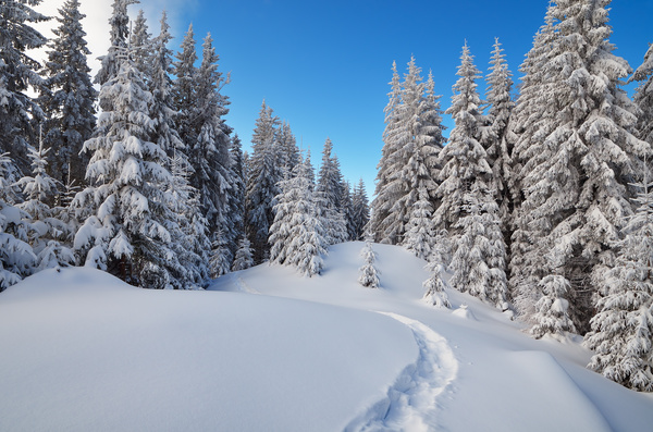 Winter Cedar Footprints Stock Photo