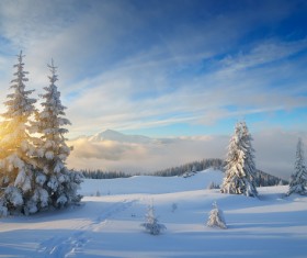 Winter snow Sun trees Stock Photo