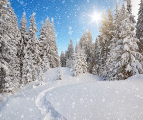 Winter snow pine trees sun Stock Photo