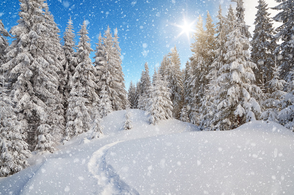 Winter snow pine trees sun Stock Photo