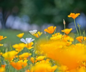 Yellow and White Wildflowers Stock Photo
