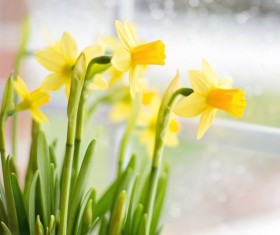 Yellow daffodil HD picture