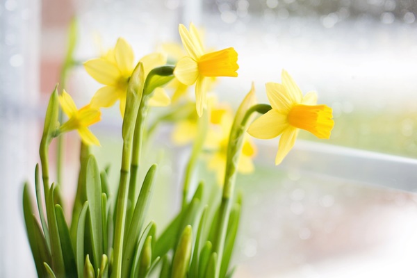 Yellow daffodil HD picture