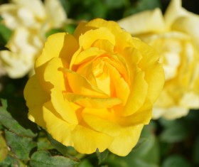 Yellow roses HD pictures