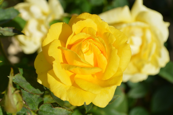 Yellow roses HD pictures