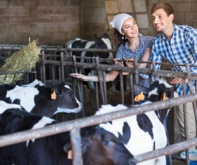 Young man looking after the calf HD picture