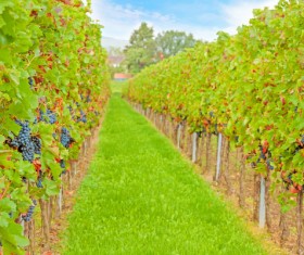 vineyard Stock Photo