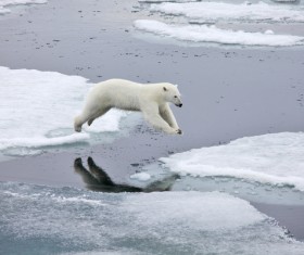 A polar bear jumping on ice Stock Photo