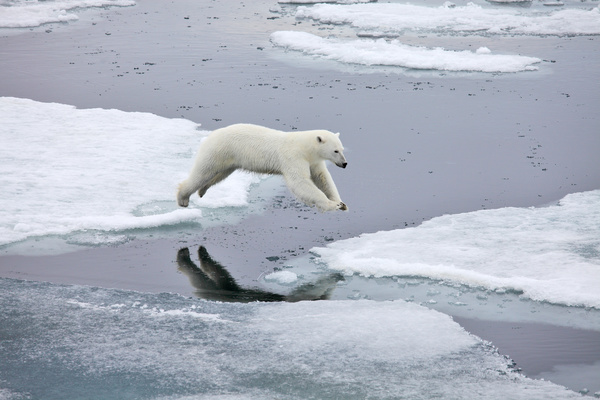 A polar bear jumping on ice Stock Photo
