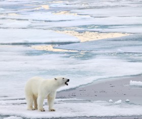 A polar bear standing on ice Stock Photo