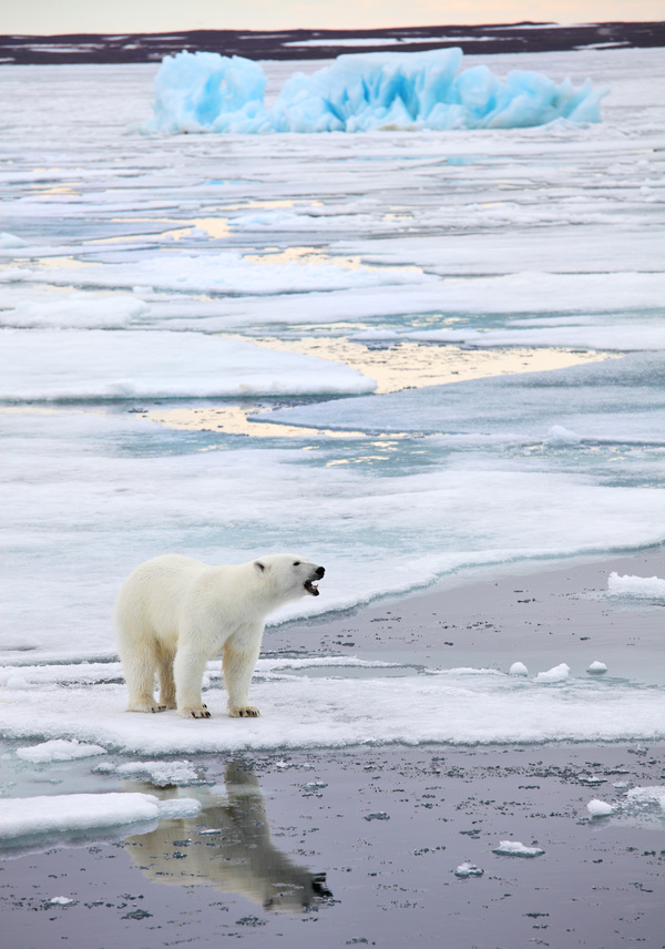 A polar bear standing on ice Stock Photo
