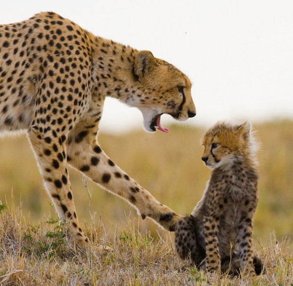 Adult cheetah with cub Stock Photo