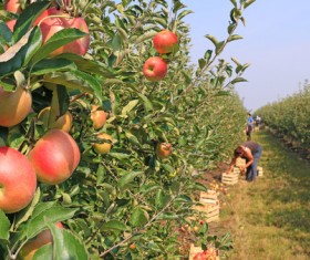 Apple orchard with harvested apples Stock Photo