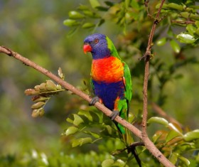 Australia sucking honey parrot Stock Photo