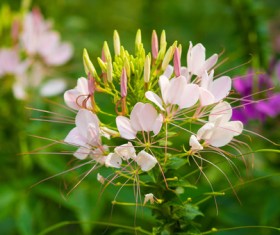 Beautiful drunk butterfly flower HD picture