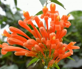 Beautiful fireworks flower HD picture