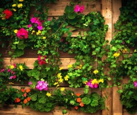 Beautiful flower wall HD picture
