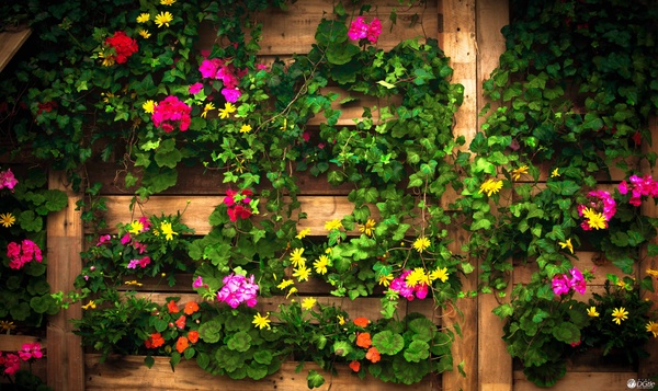 Beautiful flower wall HD picture
