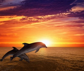 Beautiful ocean sunset with dolphin Stock Photo