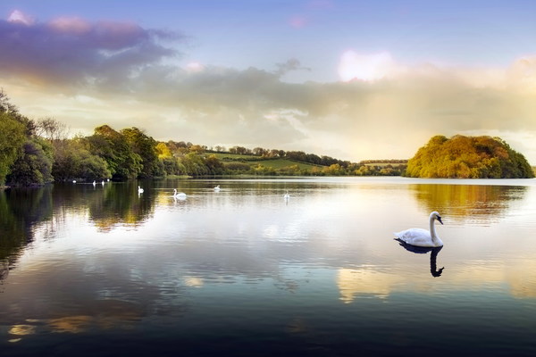 Beautiful view of Swan Lake HD picture