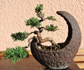 Bonsai modeling Stock Photo