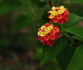 Bright colored plum Stock Photo
