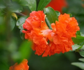 Bright red pomegranate flower HD picture