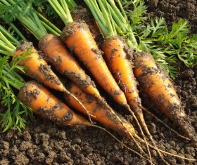 Carrots soiled with soil Stock Photo