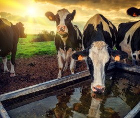 Cattle farm Stock Photo