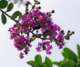 Crape myrtle flowers HD picture