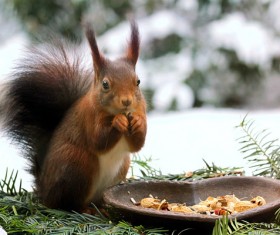 Cute red squirrel Stock Photo