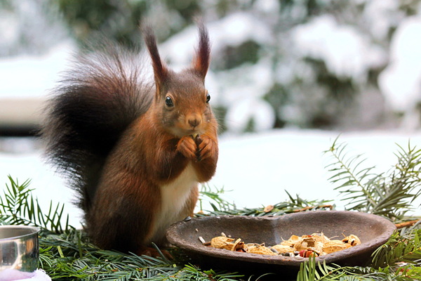 Cute red squirrel Stock Photo