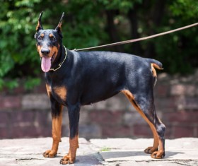 Doberman Stock Photo