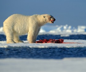 Eating polar bears Stock Photo