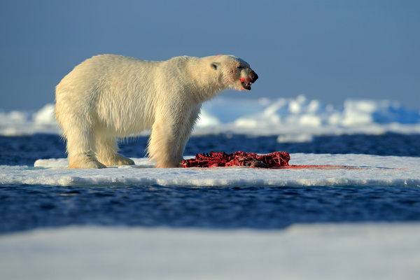 Eating polar bears Stock Photo