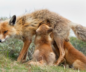 Feeding pups with red foxes Stock Photo
