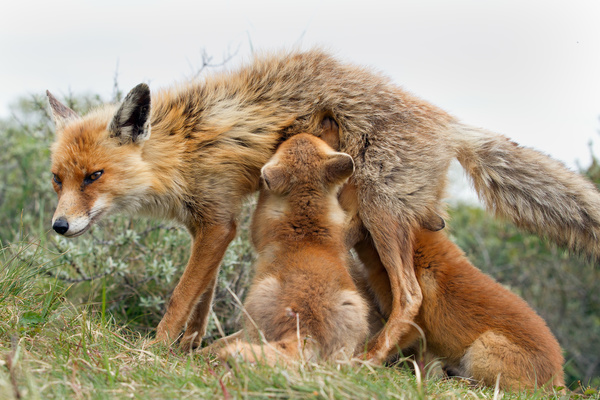 Feeding pups with red foxes Stock Photo