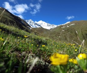 Flowers and distant snow-capped mountains Stock Photo