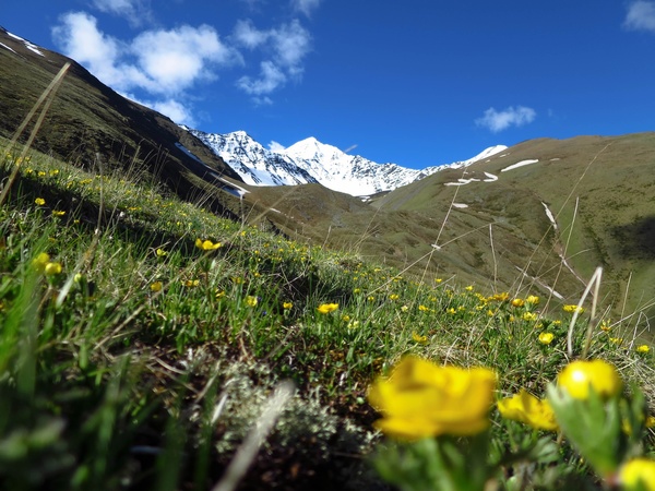 Flowers and distant snow-capped mountains Stock Photo