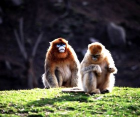 Golden monkey Stock Photo