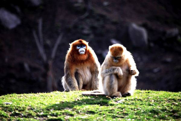 Golden monkey Stock Photo
