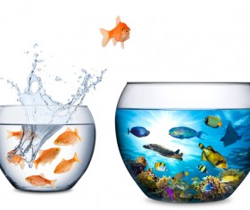 Goldfish jumping out of the wate HD picture 01