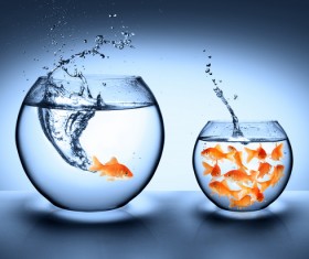 Goldfish jumping out of the wate HD picture 03