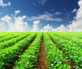 Growing crops Stock Photo
