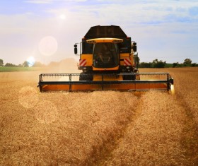Harvesting wheat Stock Photo